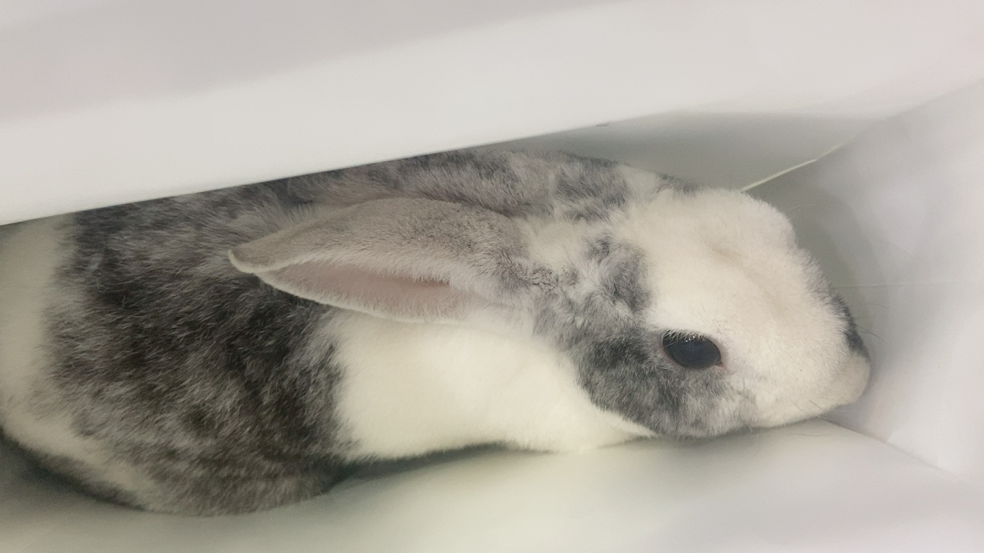 10개월 토끼 입양보냅니다