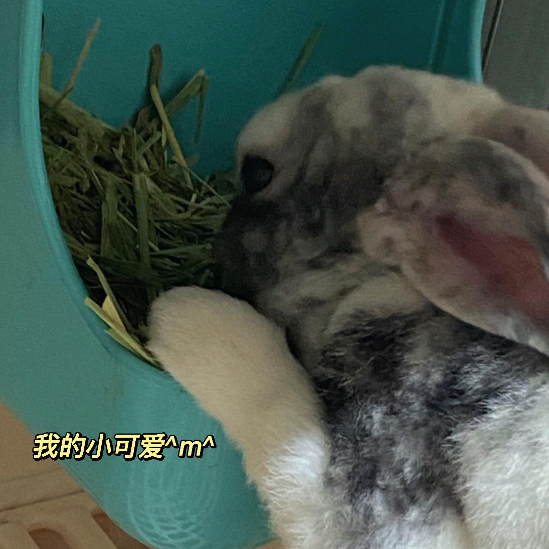 10개월 토끼 입양보냅니다 2번째 사진