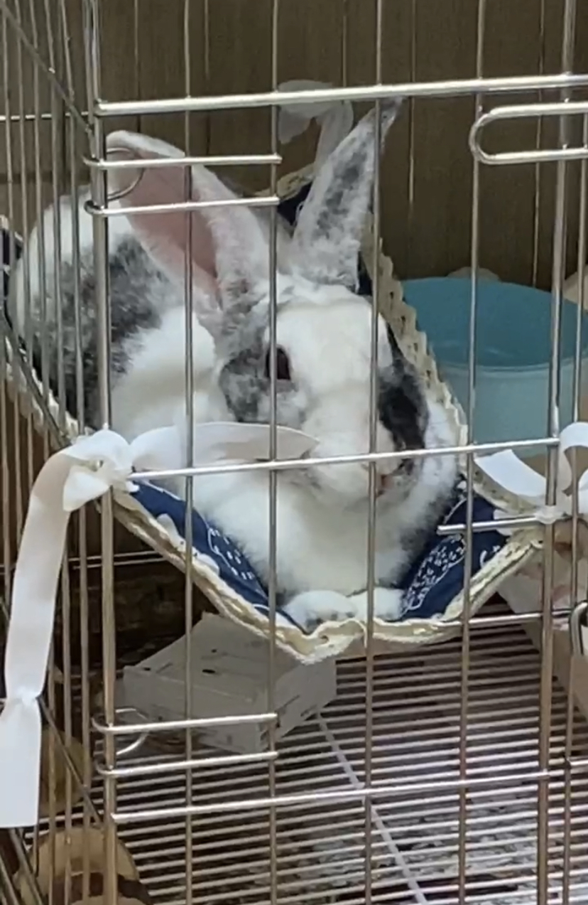 10개월 토끼 입양보냅니다 3번째 사진