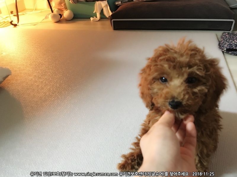 수컷 푸들