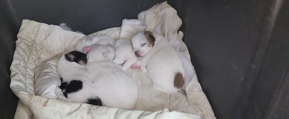 새끼강아지 분양처 구합니다! 전북 2번째 사진