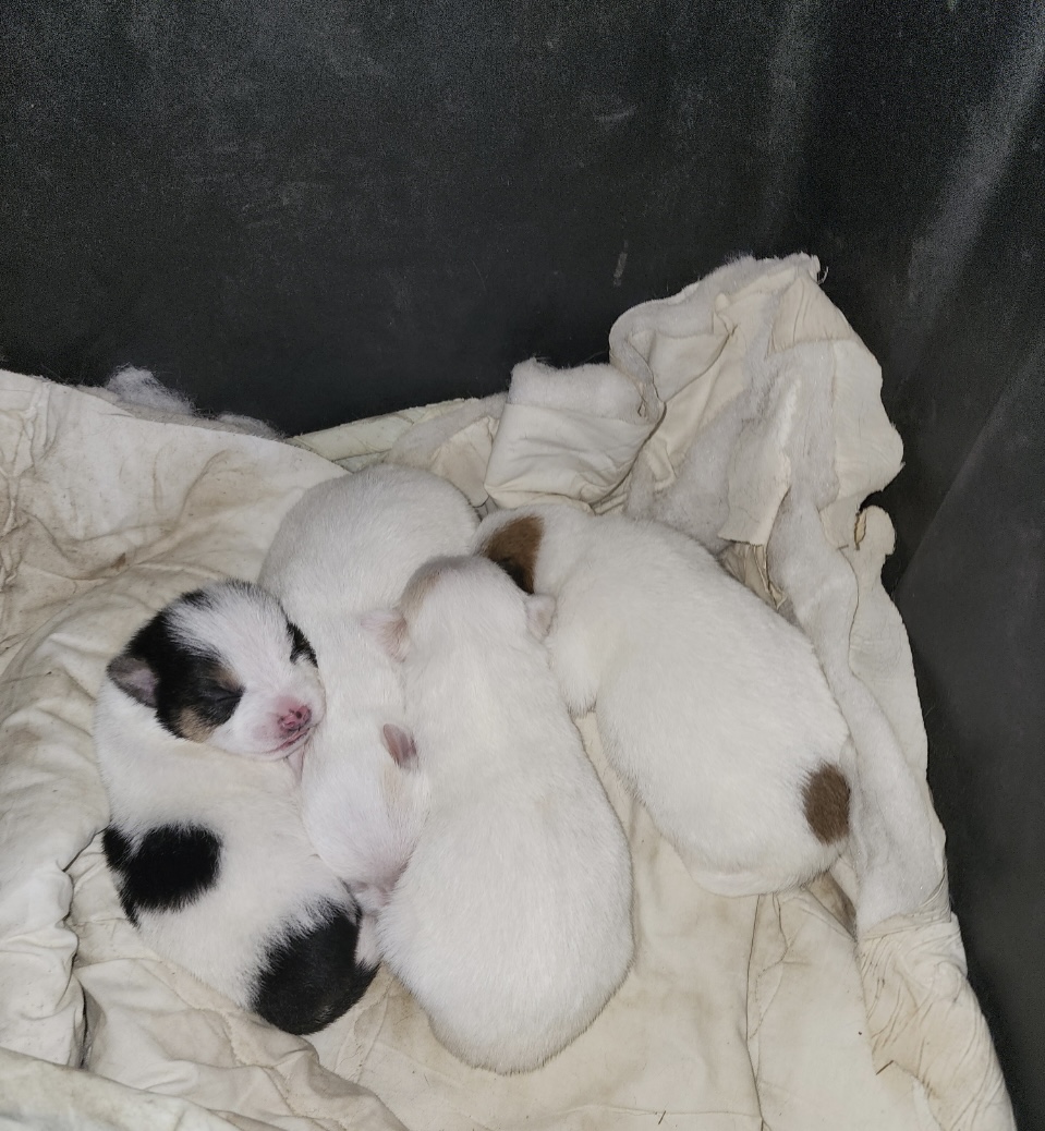 새끼강아지 분양처 구합니다! 전북