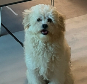 반려동물 개인 분양 | 강아지 고양이 소동물 책임 입양 - 펫찾기 19번째 사진