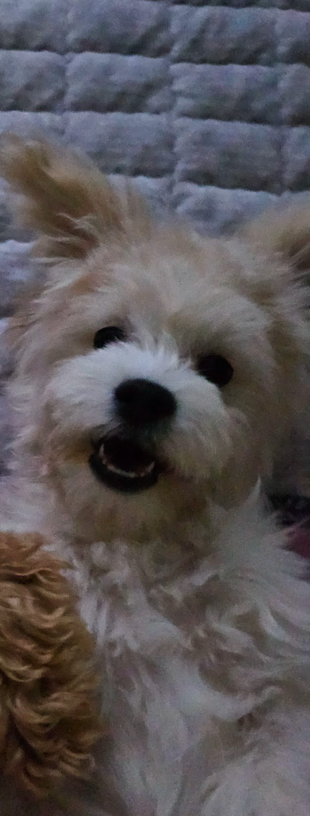 반려동물 개인 분양 | 강아지 고양이 소동물 책임 입양 - 펫찾기 20번째 사진