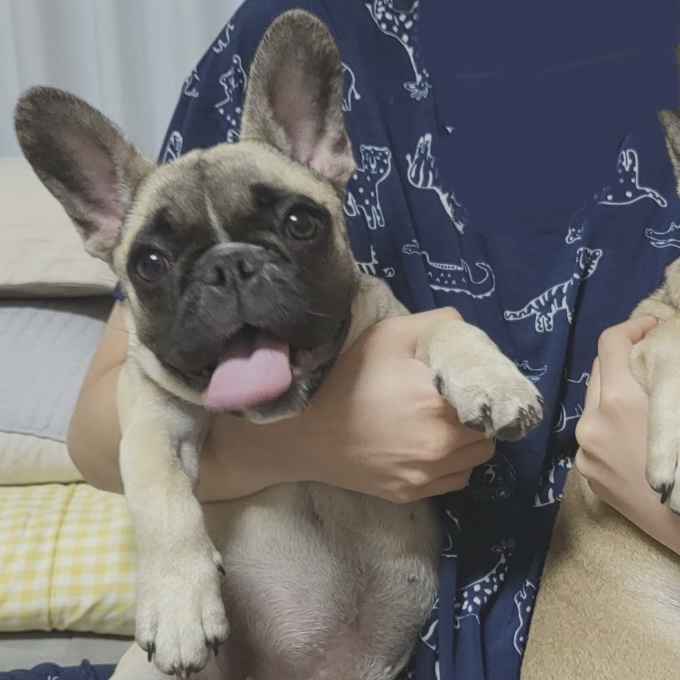 광주 6개월 된 프렌치불독 여아 분양합니다