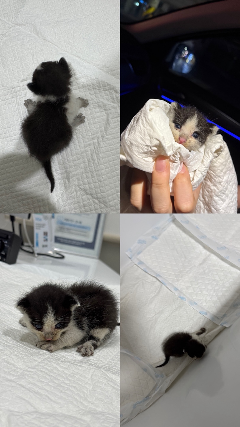 [의정부] 코숏 임보중 분양 3번째 사진