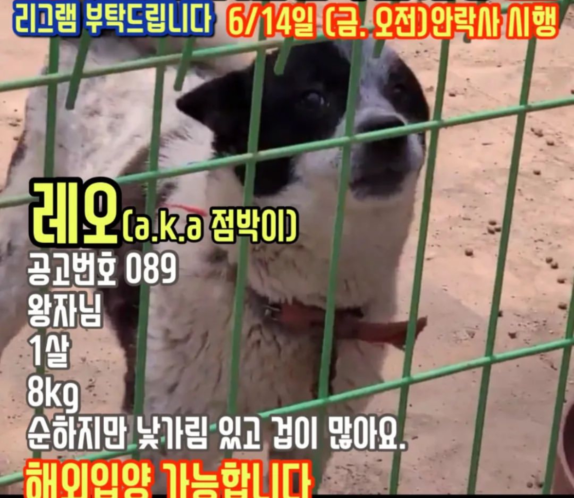 반려동물 개인 분양 | 강아지 고양이 소동물 책임 입양 - 펫찾기 14번째 사진