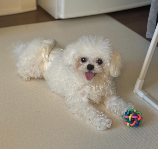 반려동물 개인 분양 | 강아지 고양이 소동물 책임 입양 - 펫찾기 28번째 사진