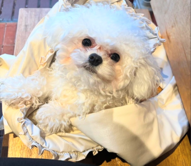 반려동물 개인 분양 | 강아지 고양이 소동물 책임 입양 - 펫찾기 29번째 사진