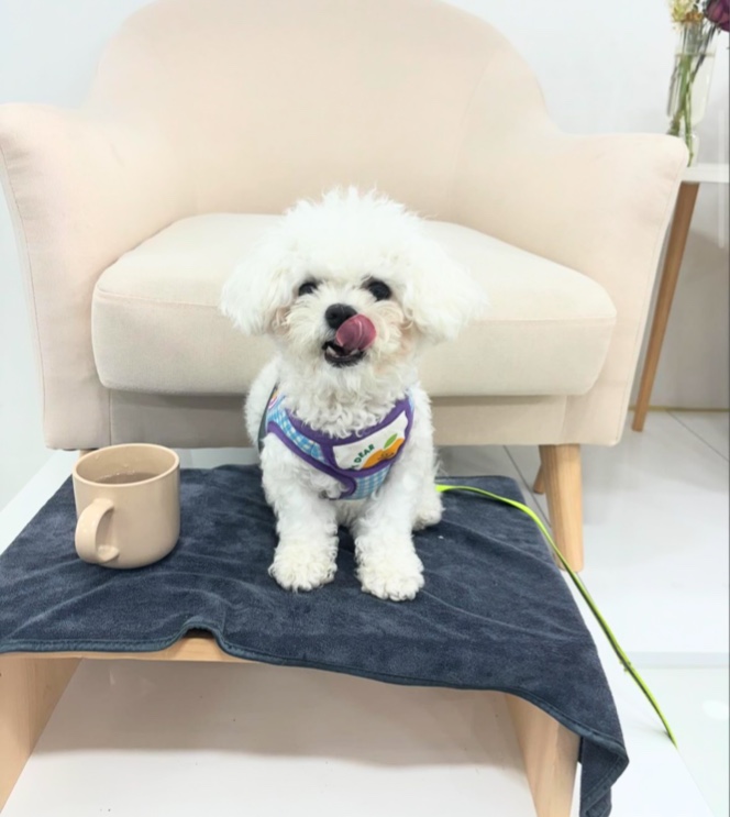 반려동물 개인 분양 | 강아지 고양이 소동물 책임 입양 - 펫찾기 27번째 사진