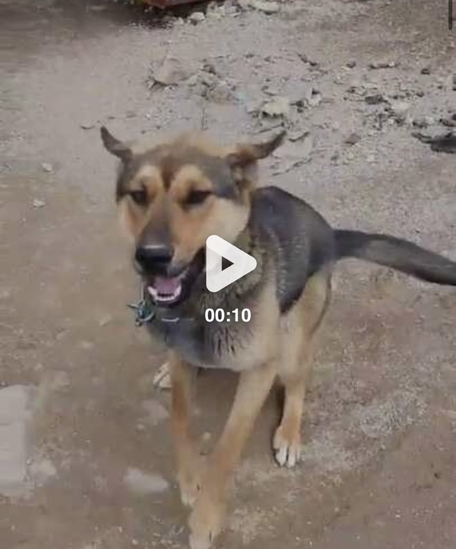 홍천 진도믹스 아기강아지 7명 주인을 기다립니다.