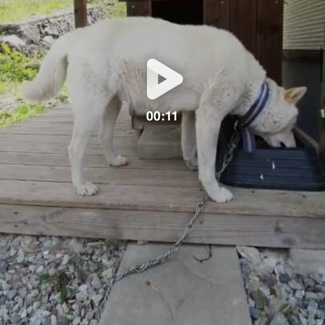 홍천 진도믹스 아기강아지 7명 주인을 기다립니다. 2번째 사진