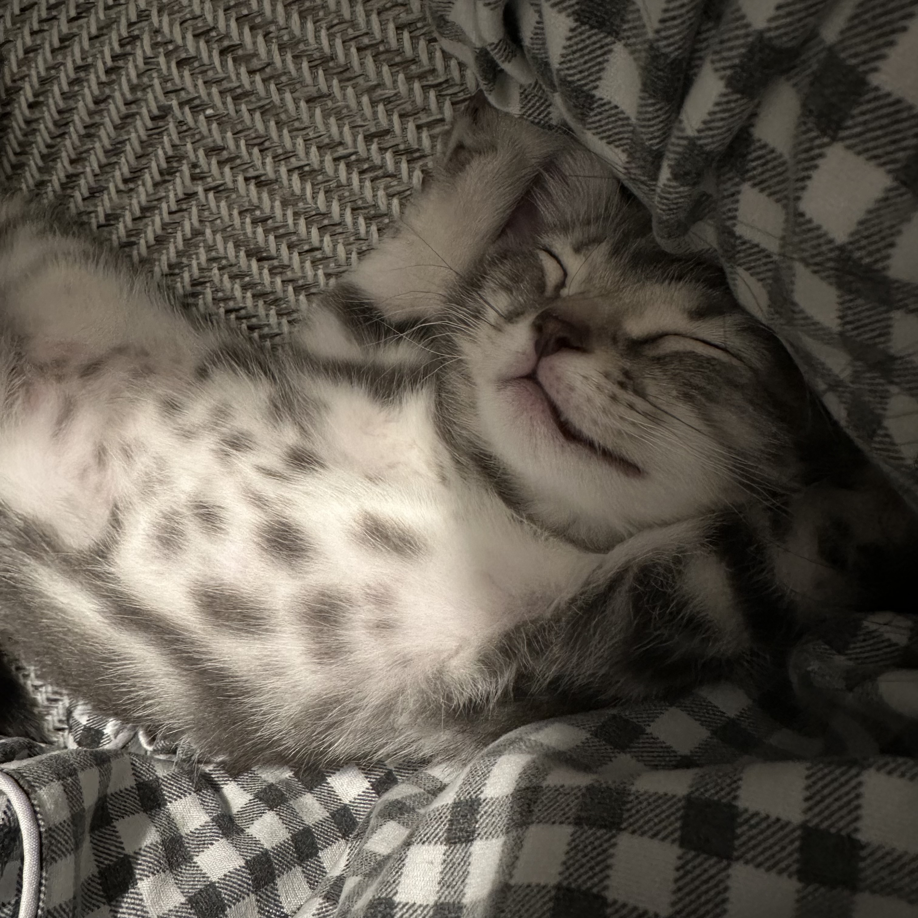 3개월 조금 넘은 아가 입양보내요 3번째 사진