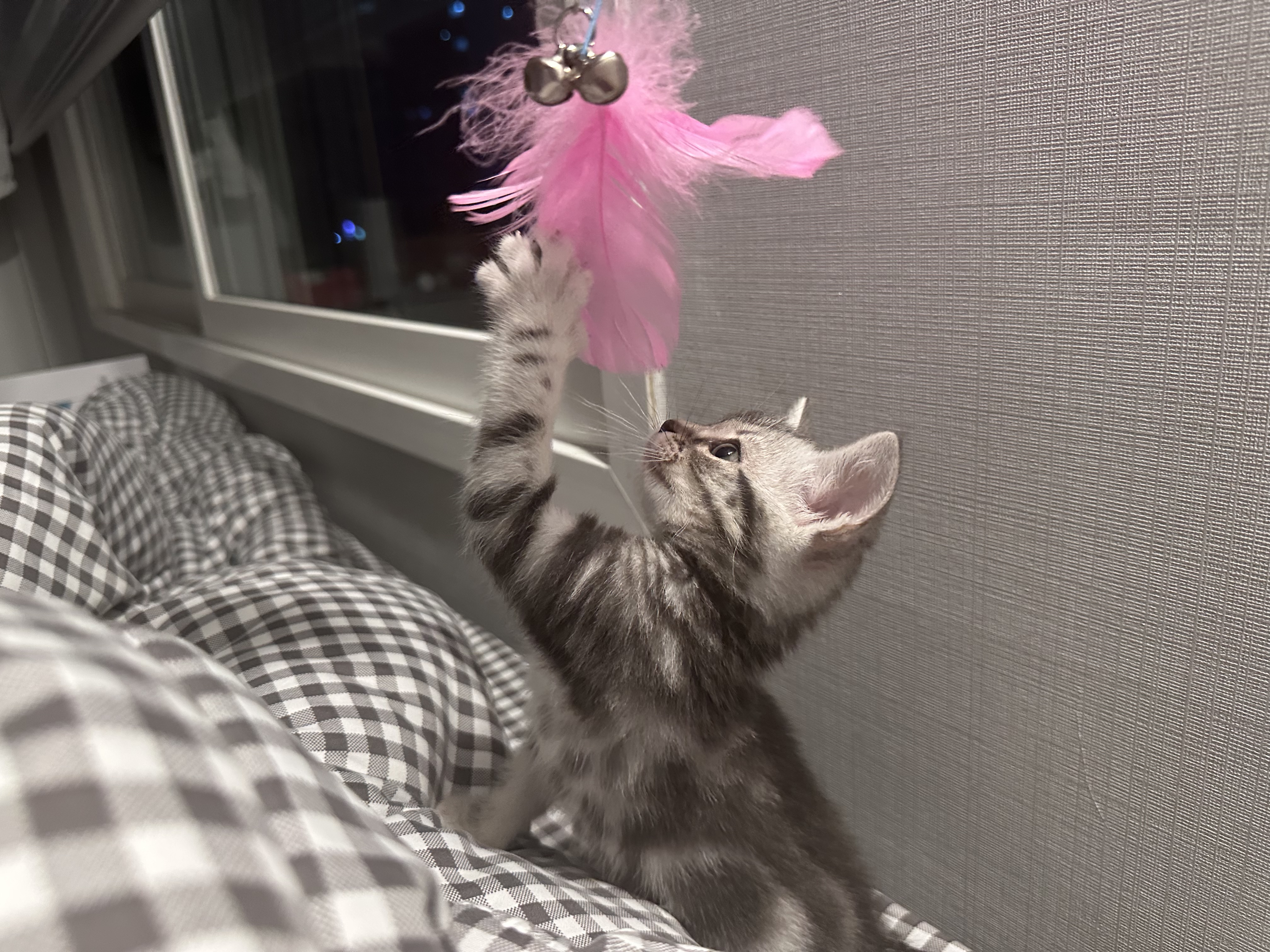 3개월 조금 넘은 아가 입양보내요