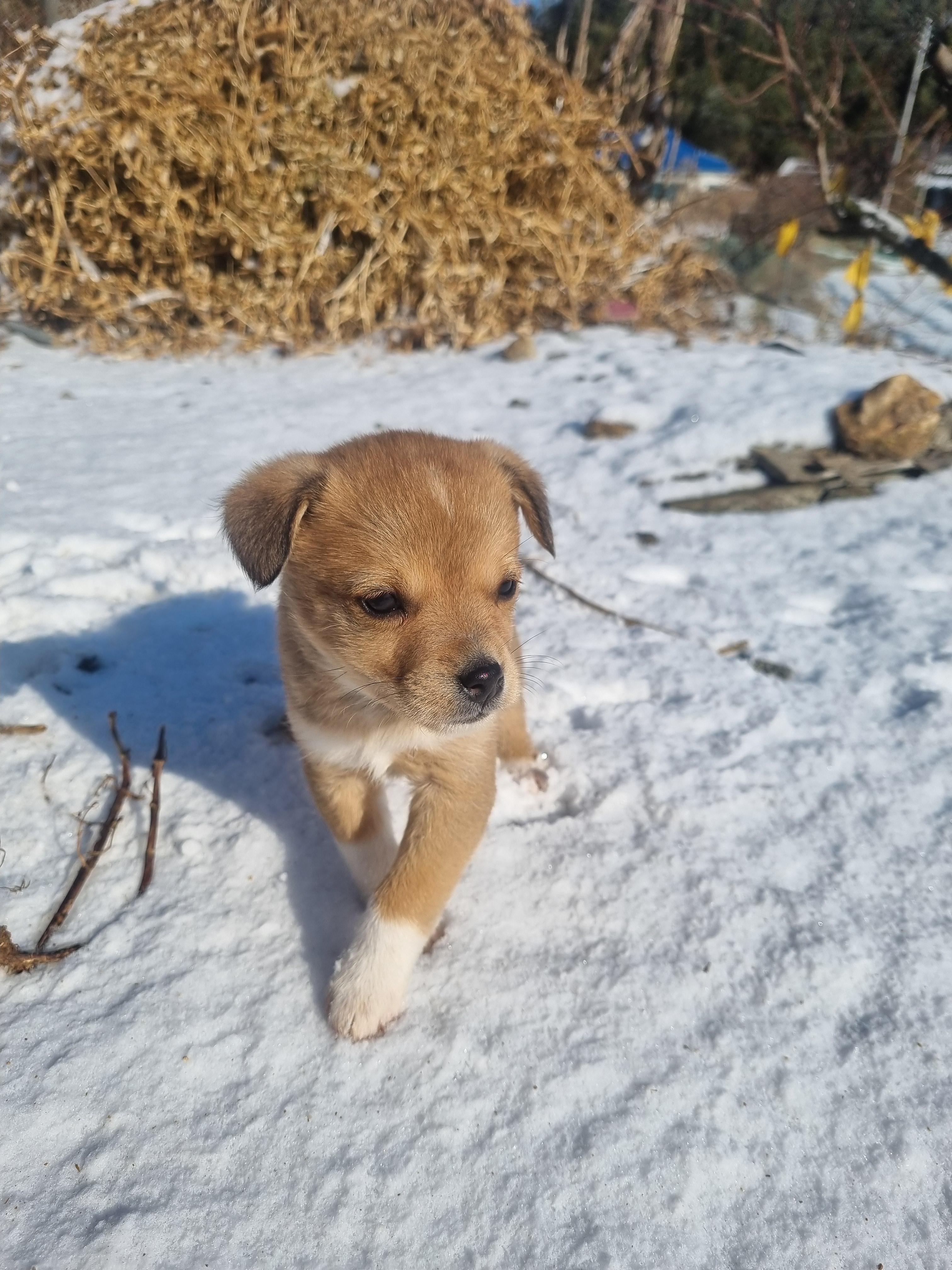 반려동물 개인 분양 | 강아지 고양이 소동물 책임 입양 - 펫찾기 18번째 사진