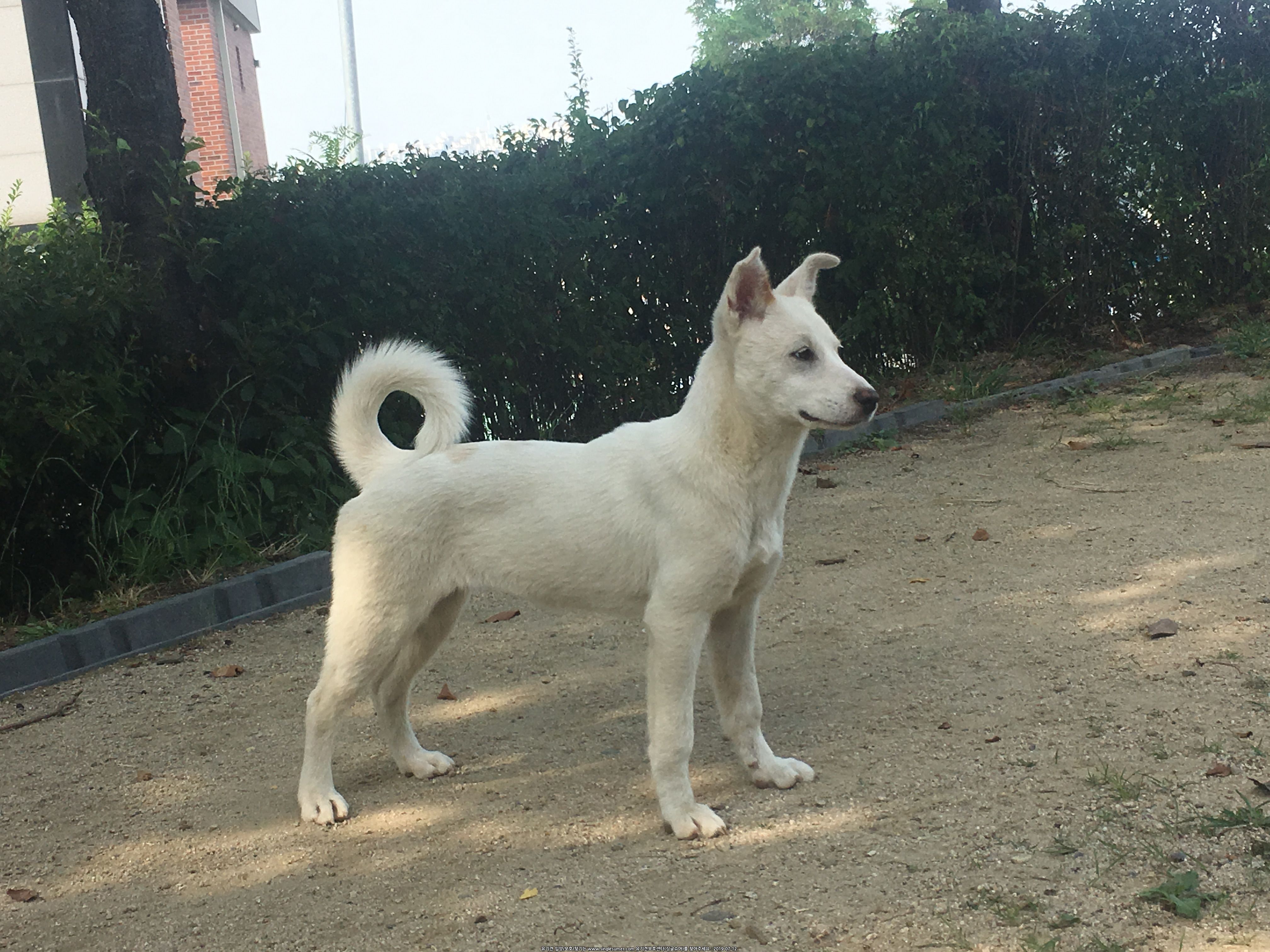 안락사 얼마 남지 않은 진도견(6,7개월) 새 주인을 찾습니다