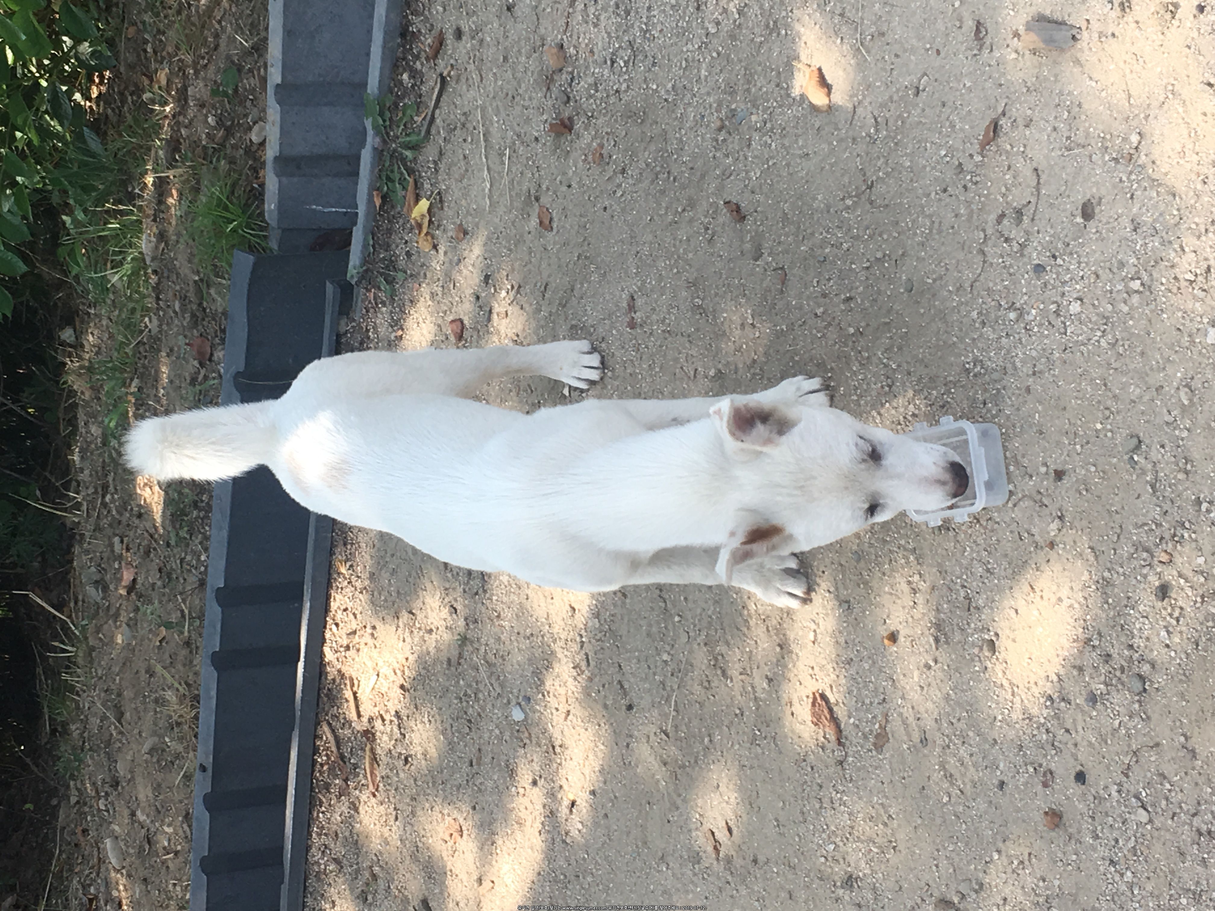 안락사 얼마 남지 않은 진도견(6,7개월) 새 주인을 찾습니다 2번째 사진