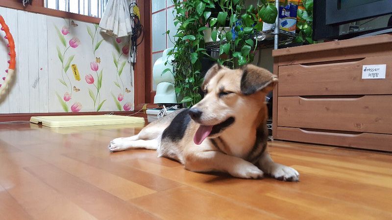 웰시 믹스견 분양합니다. 2번째 사진