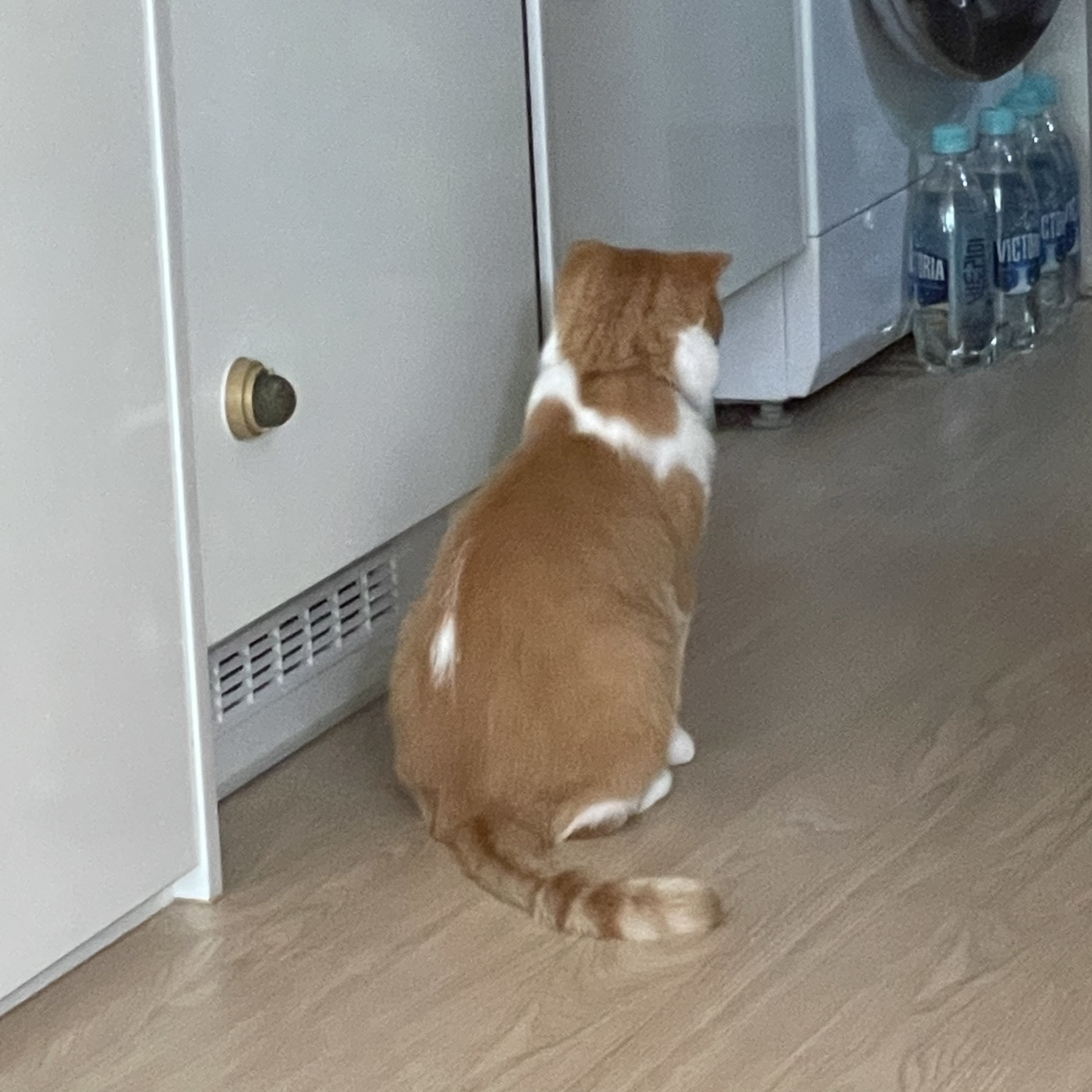 3살 스코티쉬폴드 입양보내요 4번째 사진