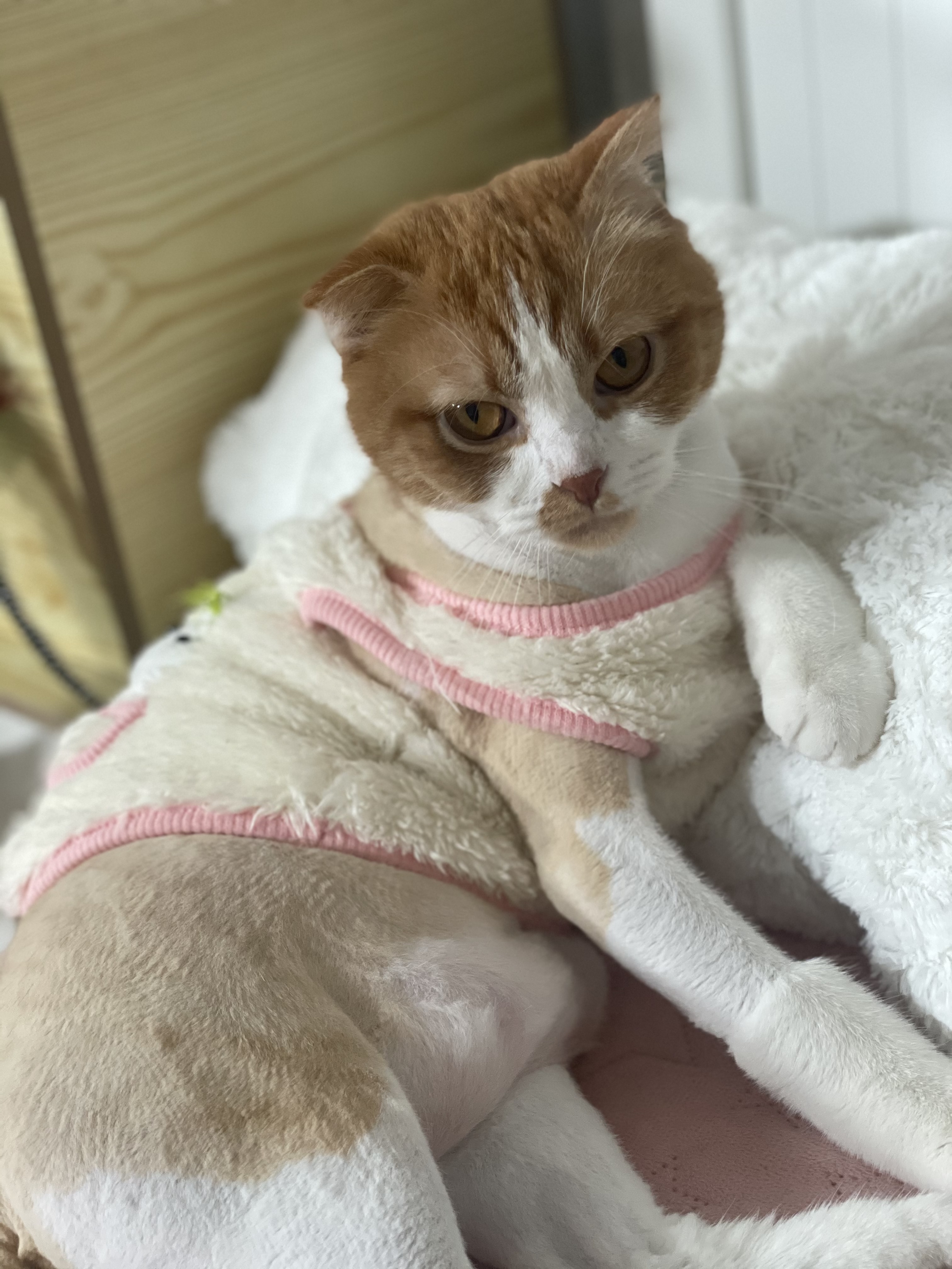 3살 스코티쉬폴드 입양보내요 5번째 사진