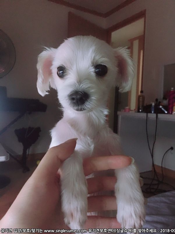 반려동물 개인 분양 | 강아지 고양이 소동물 책임 입양 - 펫찾기 9번째 사진