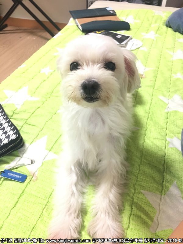 반려동물 개인 분양 | 강아지 고양이 소동물 책임 입양 - 펫찾기 10번째 사진