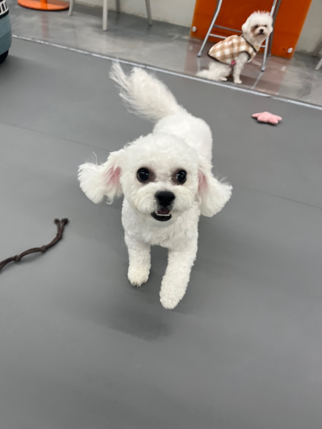 개인사정으로 강아지 분양 보내요 4번째 사진