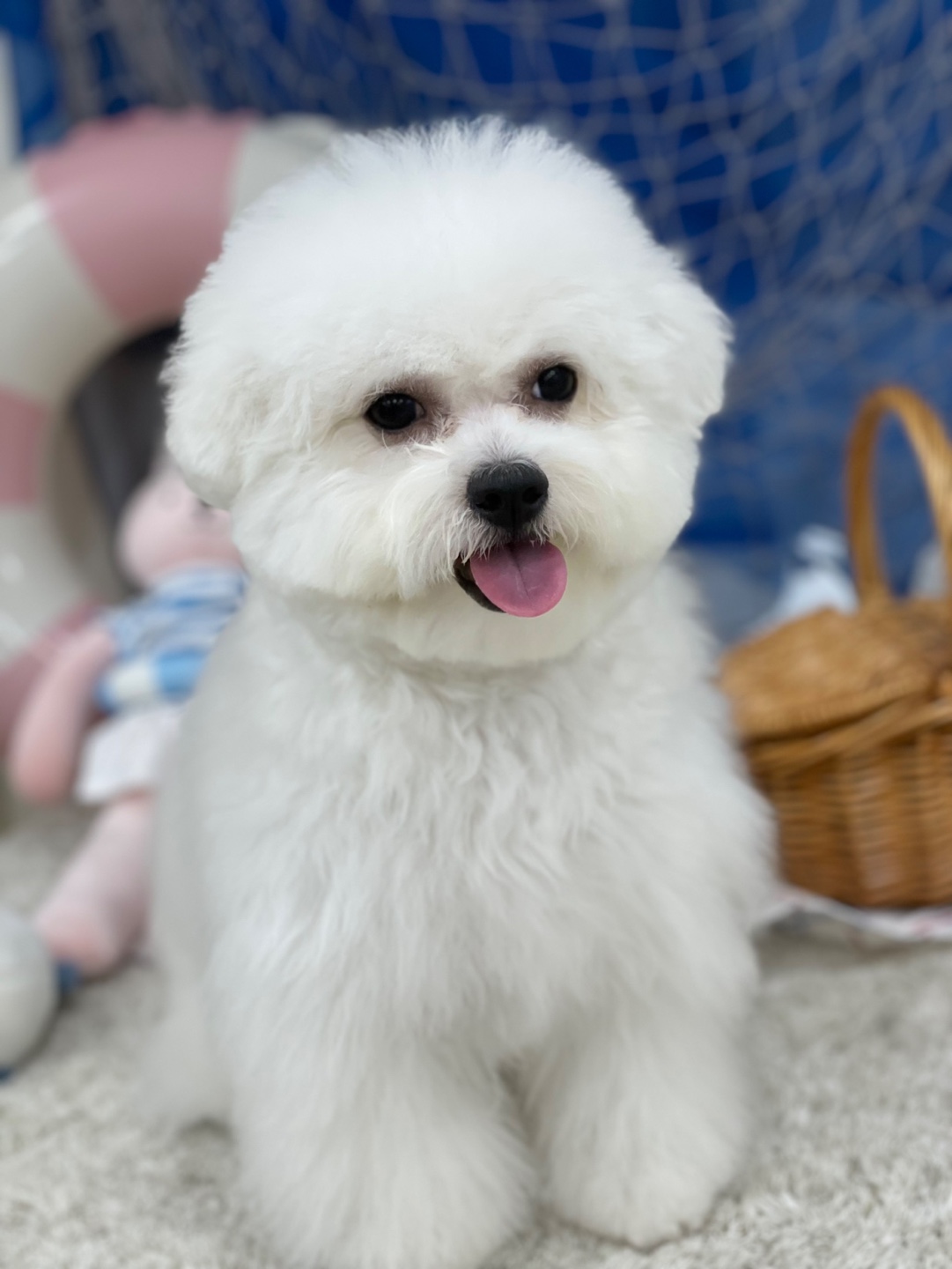 개인사정으로 강아지 분양 보내요 2번째 사진