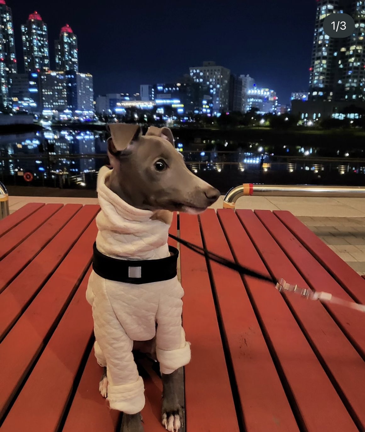 반려동물 개인 분양 | 강아지 고양이 소동물 책임 입양 - 펫찾기 12번째 사진