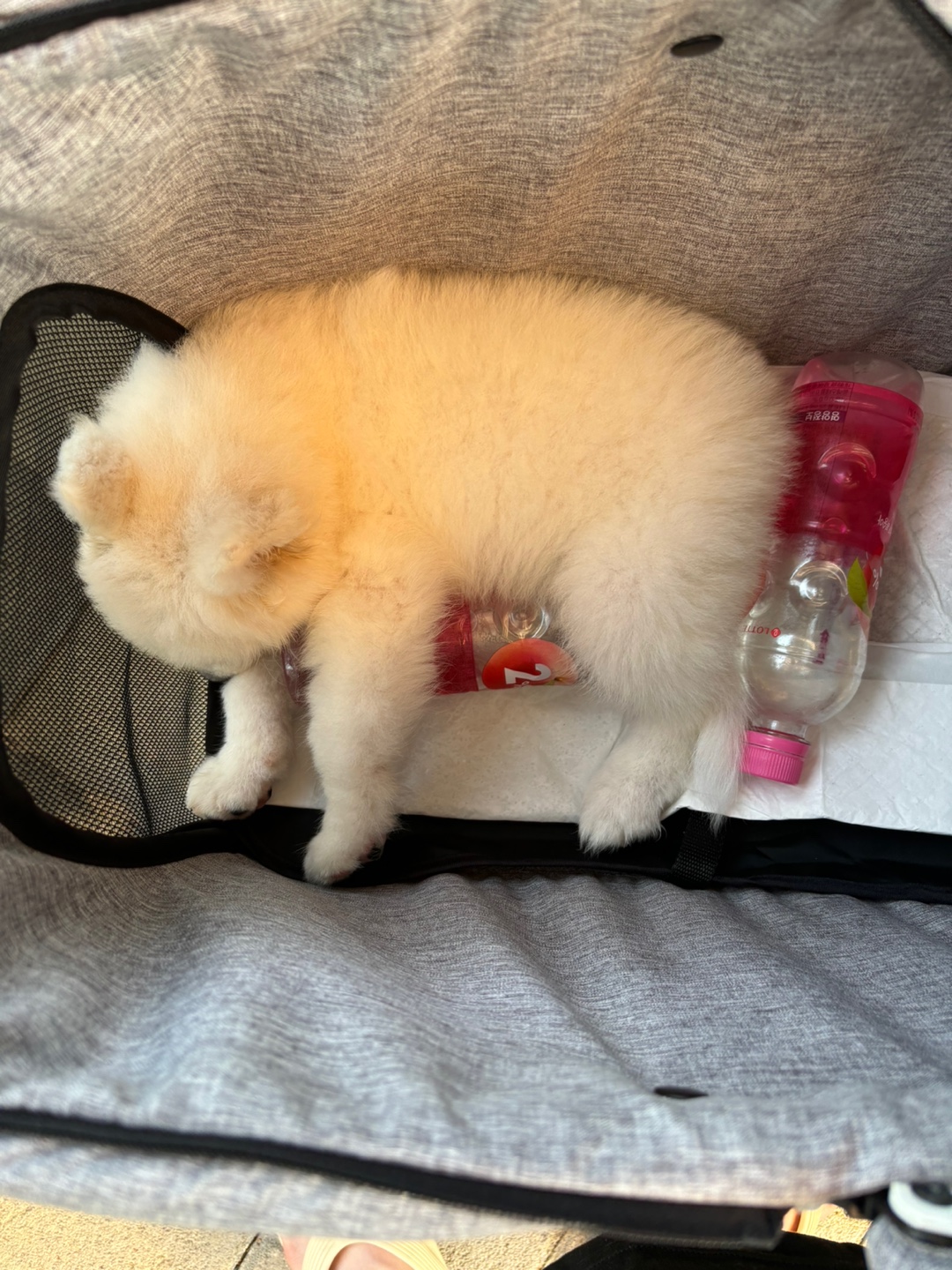 5개월차 사모예드 분양합니다. 6번째 사진