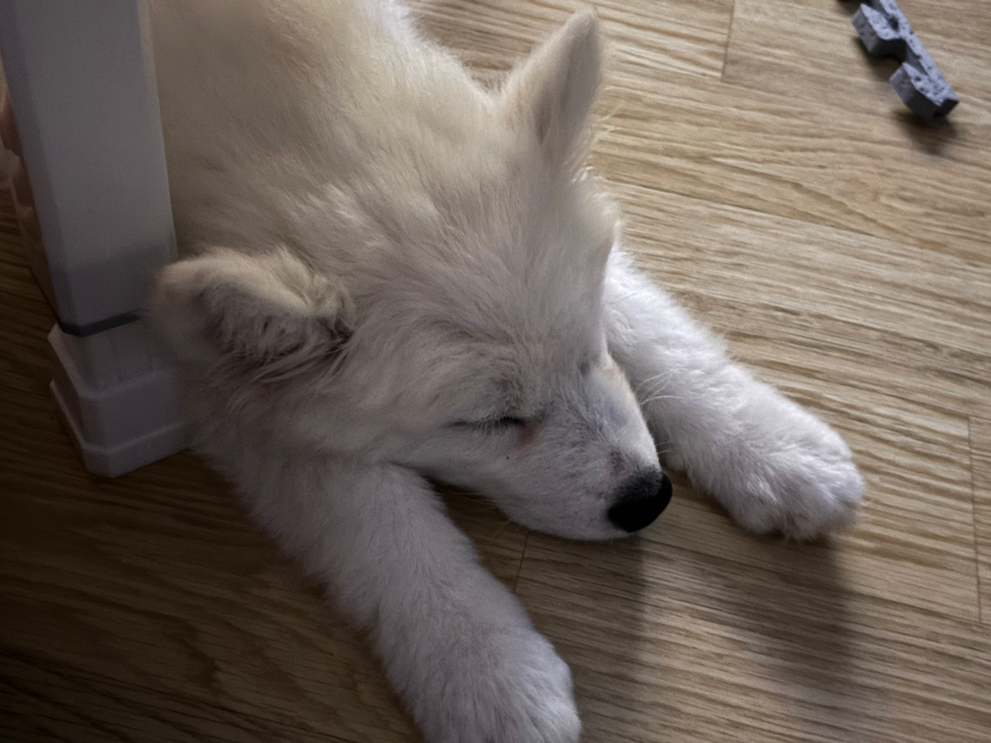 5개월차 사모예드 분양합니다. 4번째 사진