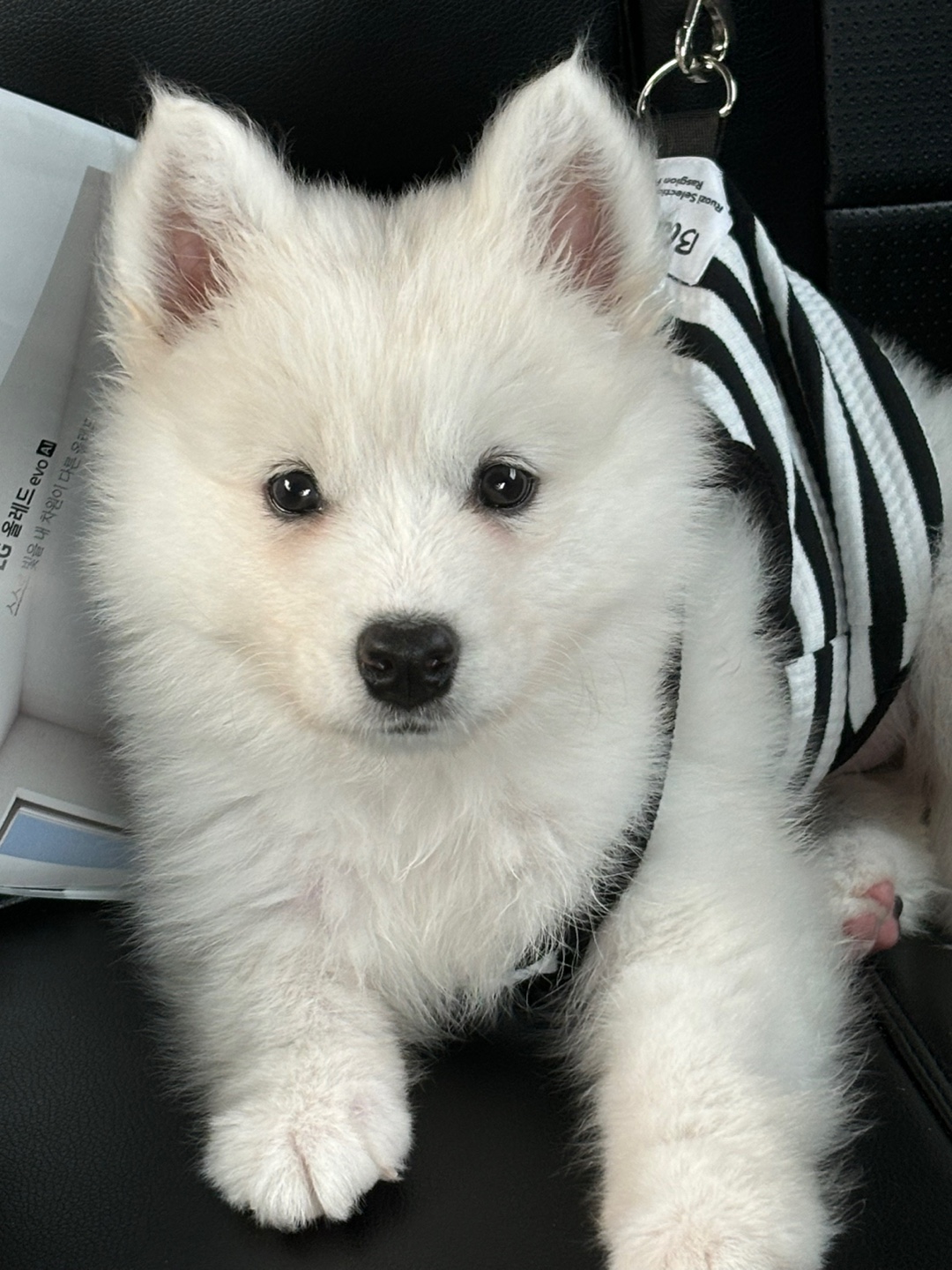 5개월차 사모예드 분양합니다. 11번째 사진