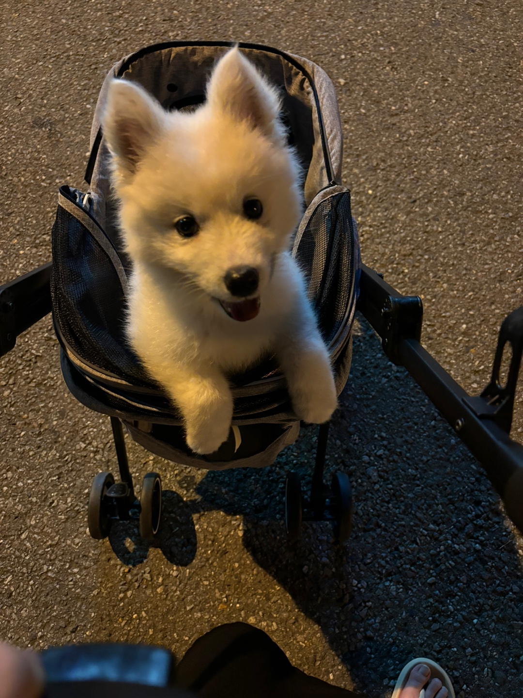5개월차 사모예드 분양합니다. 10번째 사진