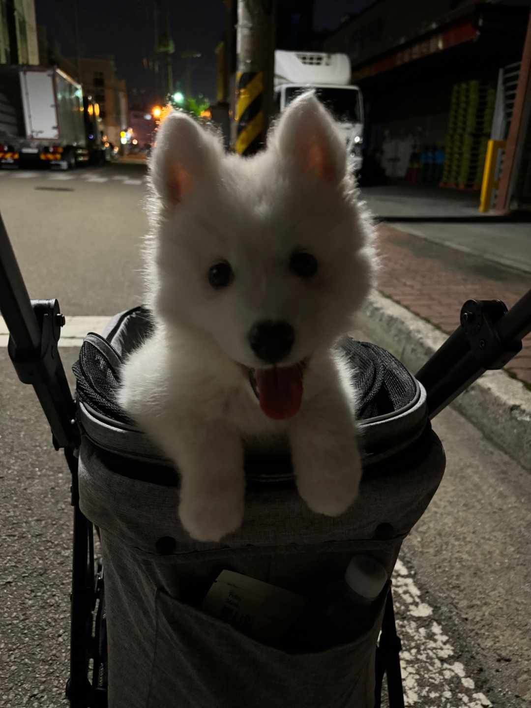 5개월차 사모예드 분양합니다. 9번째 사진