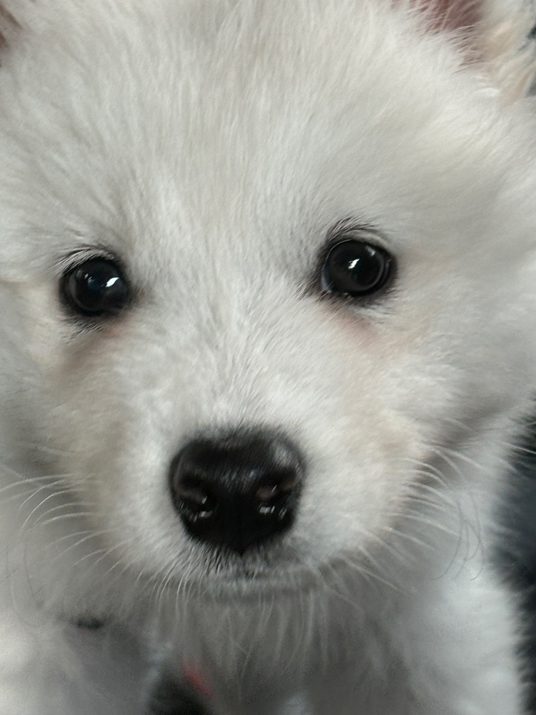 5개월차 사모예드 분양합니다. 12번째 사진