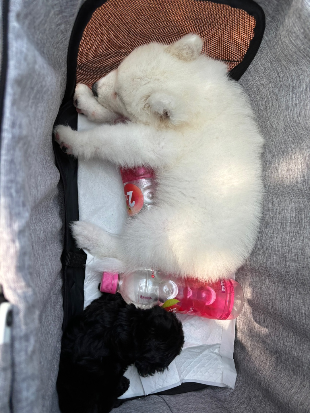 5개월차 사모예드 분양합니다. 7번째 사진