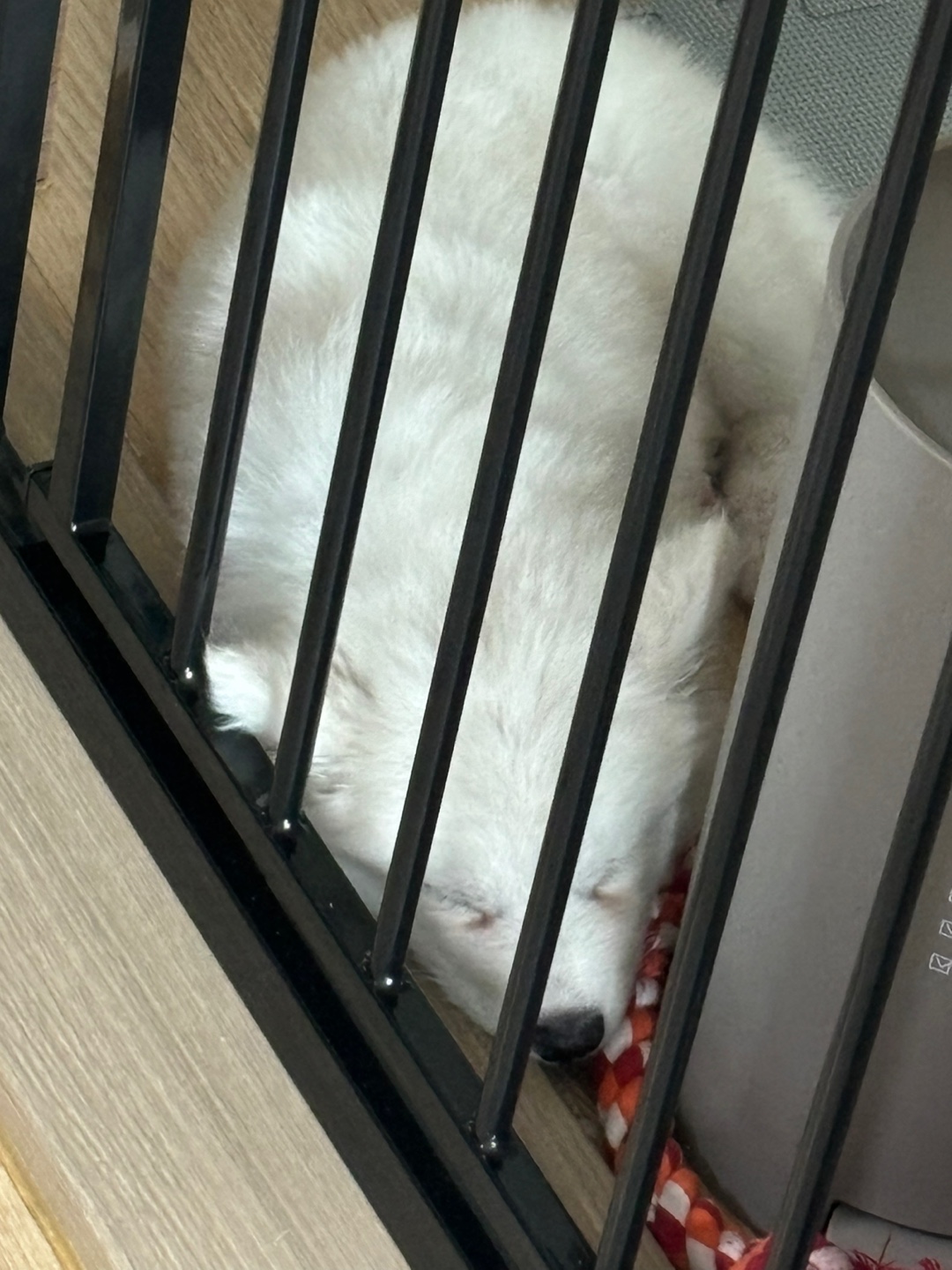 5개월차 사모예드 분양합니다. 8번째 사진