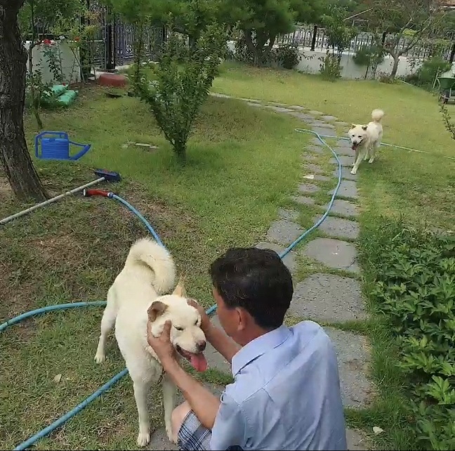 진돗개 분양합니다 5번째 사진