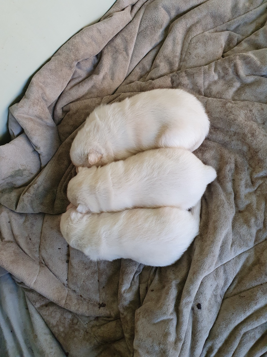 진돗개 분양합니다 3번째 사진