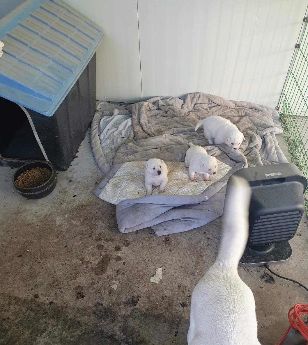 진돗개 분양합니다