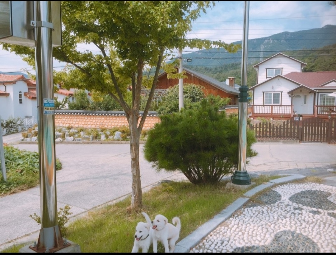 진돗개 분양합니다 6번째 사진