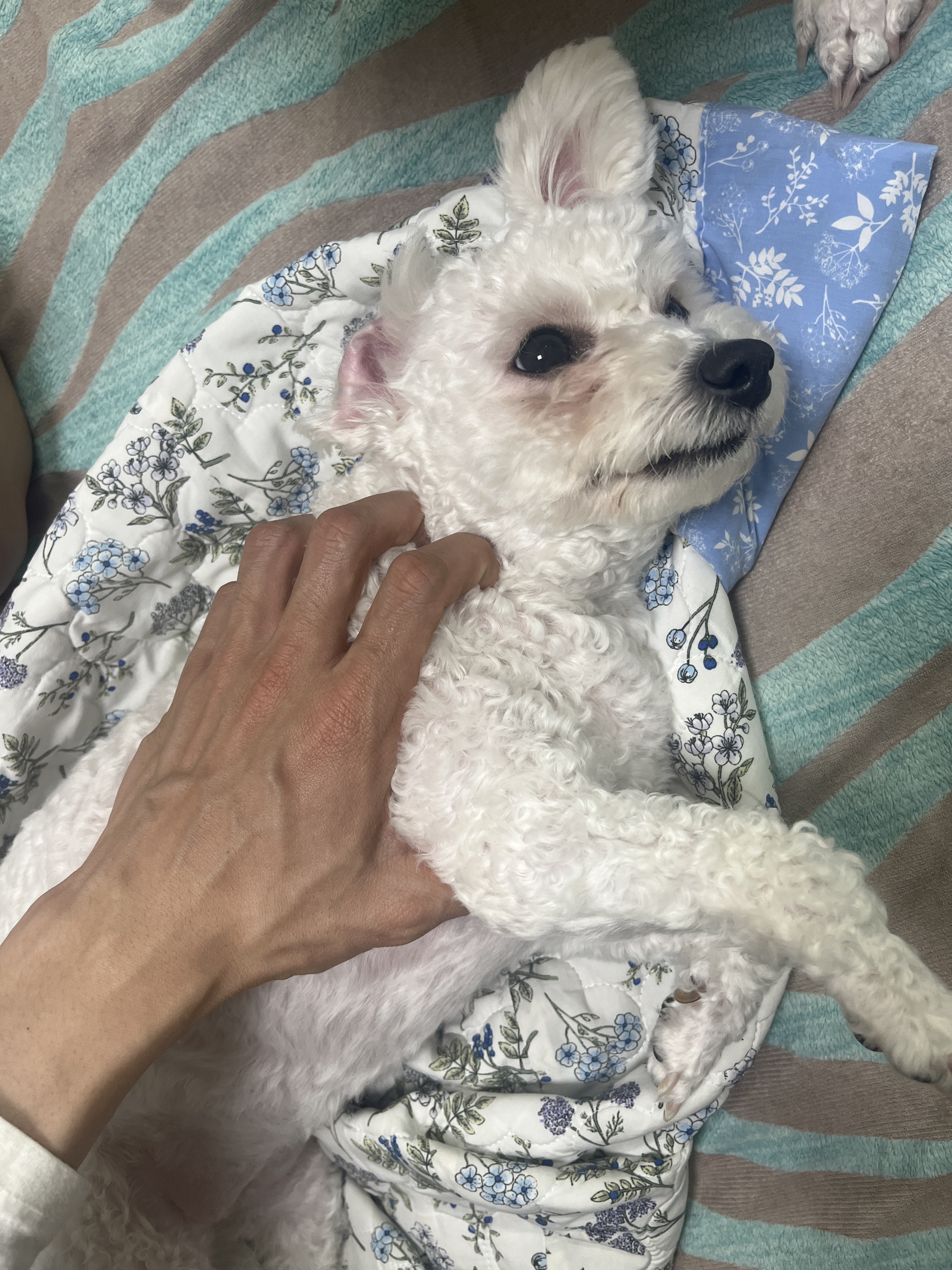 2살 비숑 강아지의 가족을 찾습니다 2번째 사진