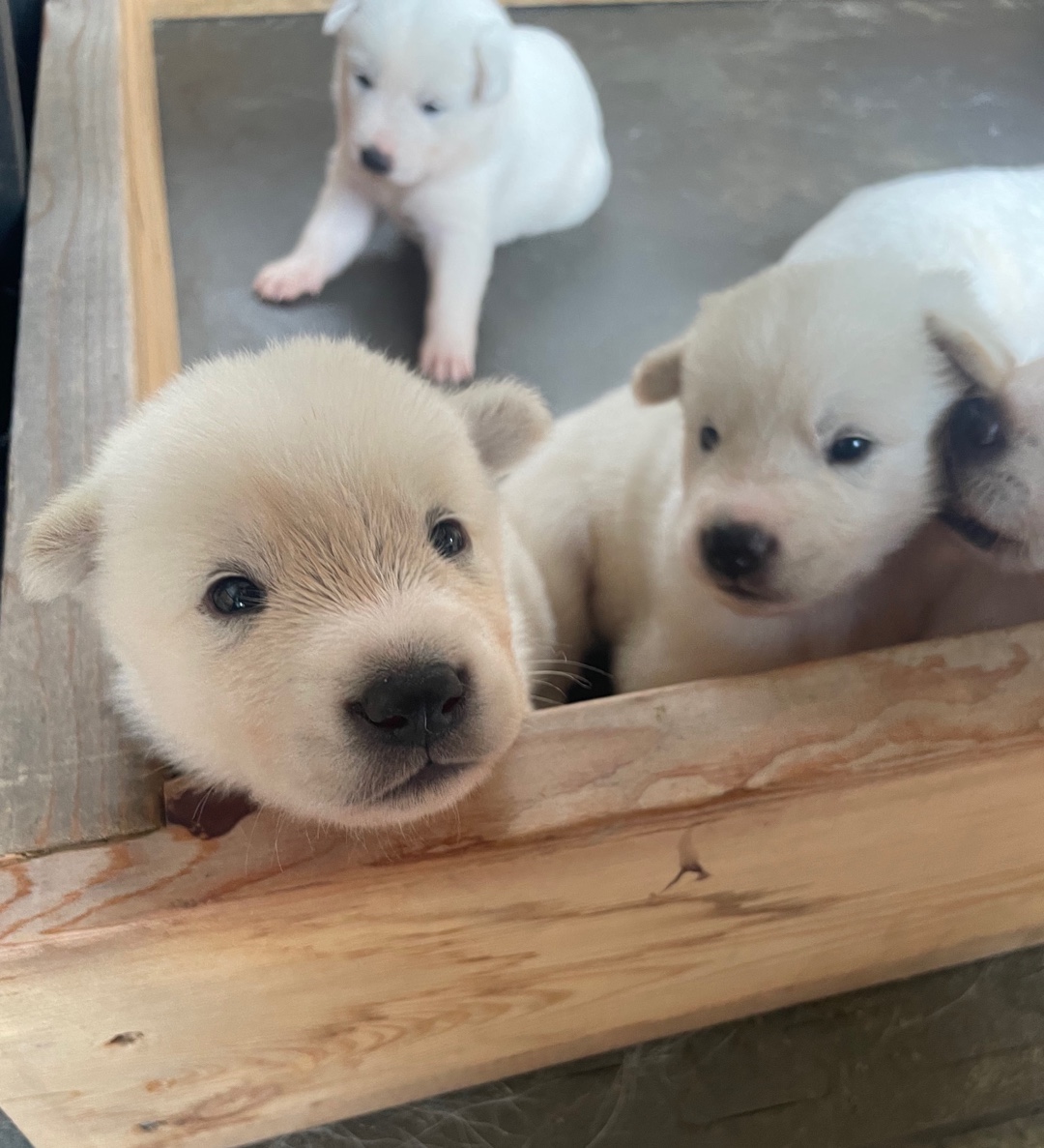 반려동물 개인 분양 | 강아지 고양이 소동물 책임 입양 - 펫찾기 28번째 사진