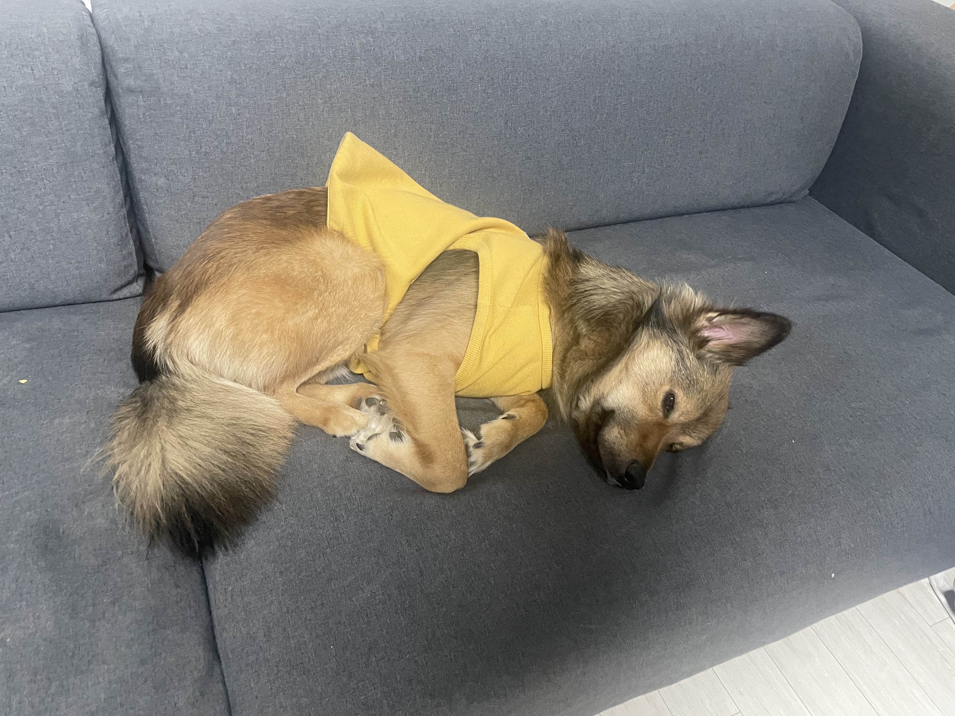 믹스견 부산 3번째 사진