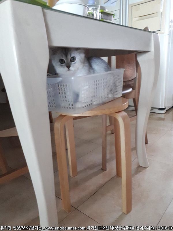 귀여운냥이 분양합니다 4번째 사진