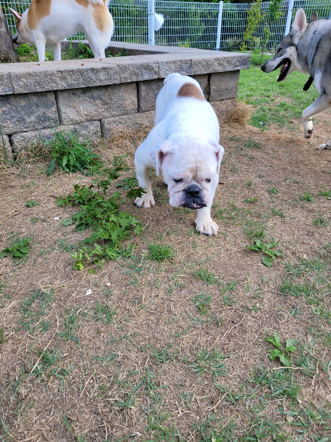 조용하고 순한 잉불부탁드립니다ㅠ 3번째 사진