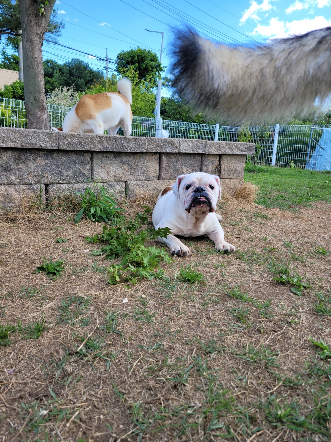 조용하고 순한 잉불부탁드립니다ㅠ 2번째 사진