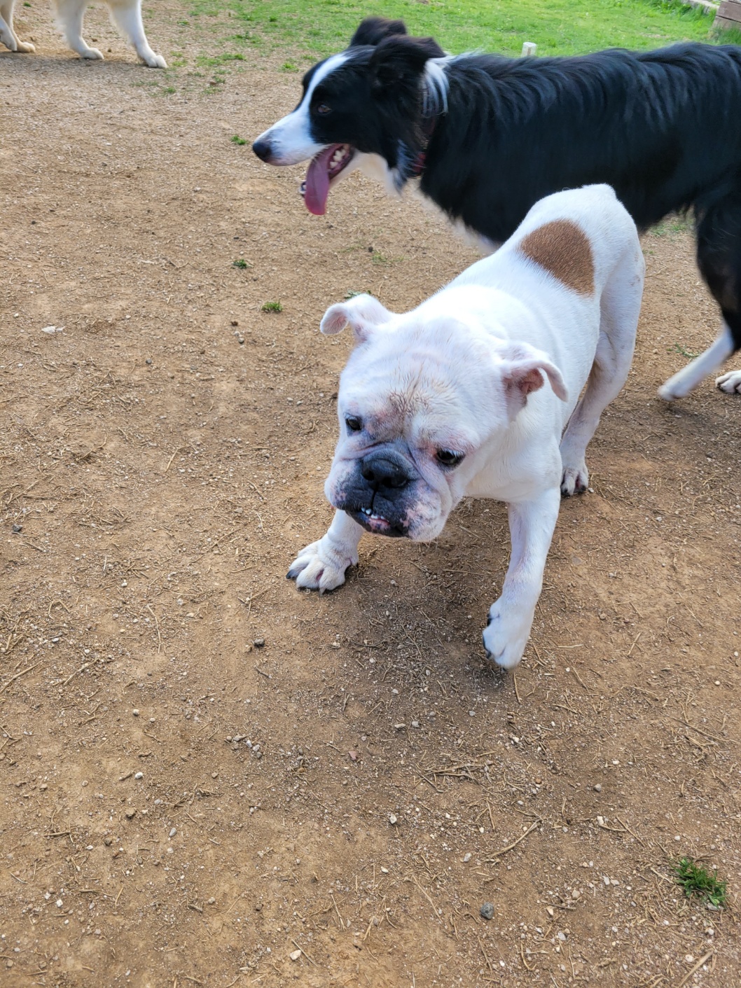 조용하고 순한 잉불부탁드립니다ㅠ 5번째 사진