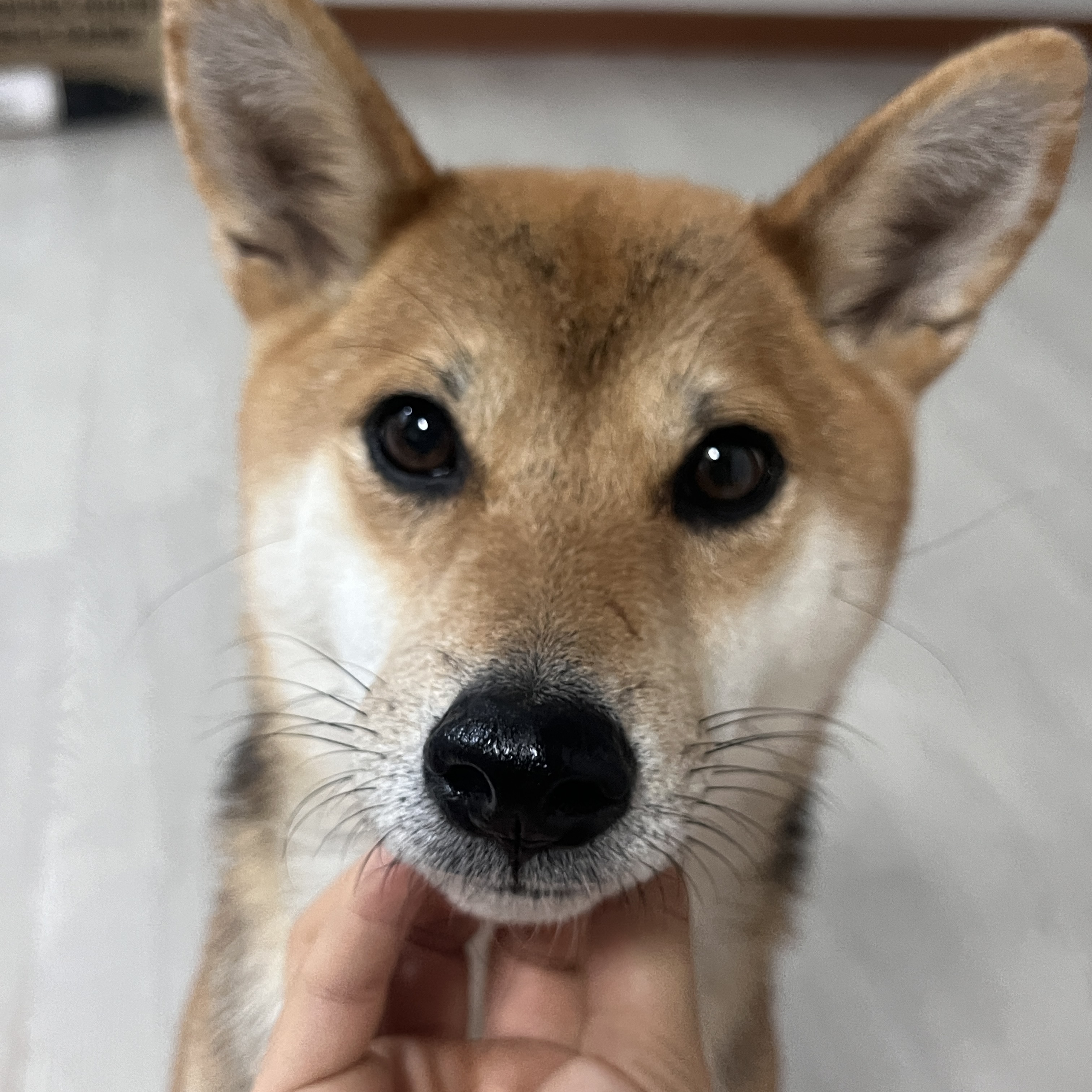 새가족을 찾습니다:)