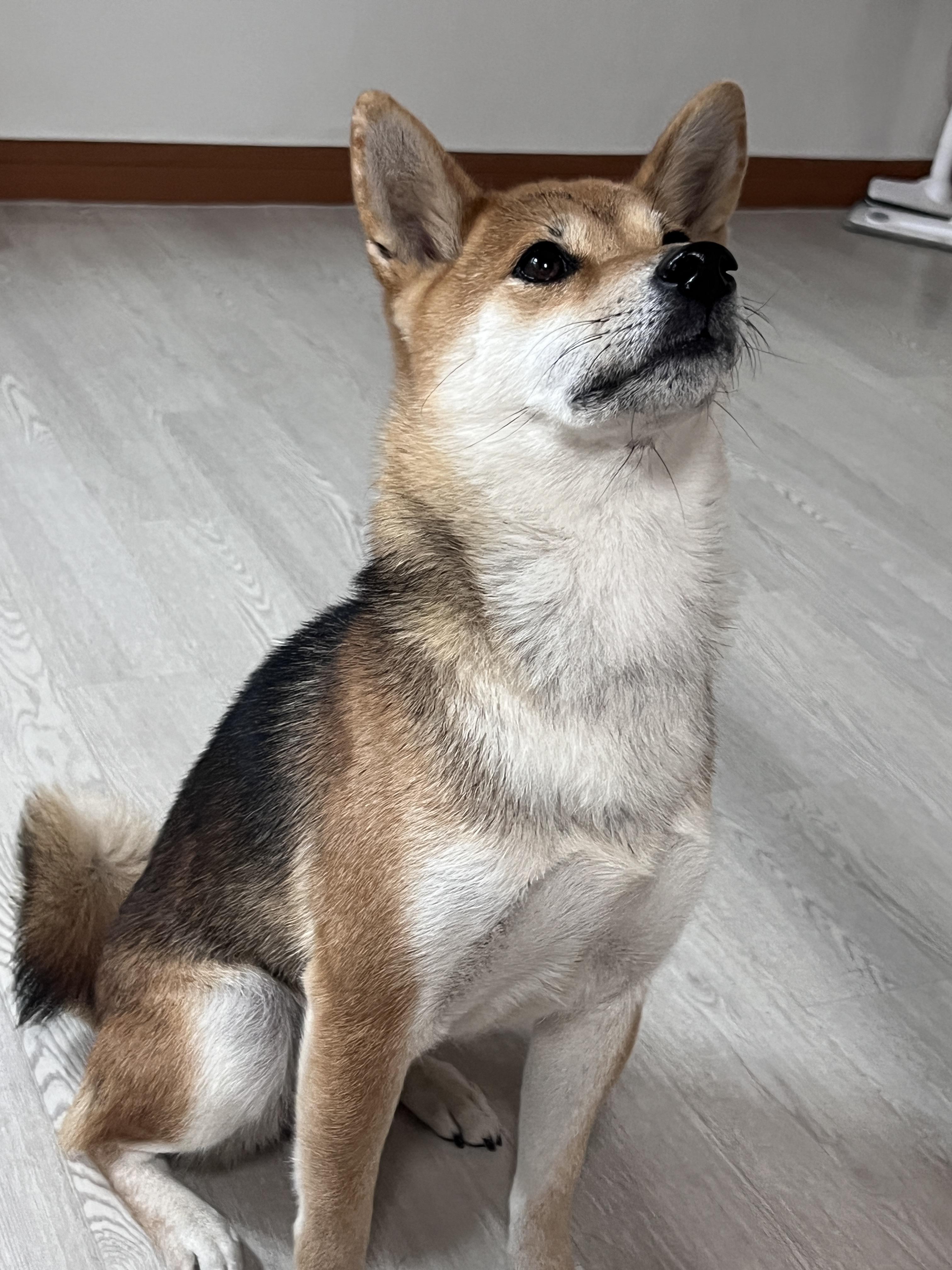 새가족을 찾습니다:) - 개인분양 게시판 - 유기견 보호 센터 - 이미지 3